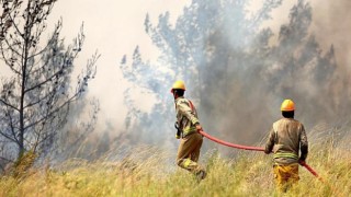 OGM her yıl 300 milyon yeni fidan dikiyor