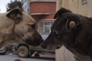 ZEYTİN VE ARKADAŞLARININ GÖZÜNDEN BAMBAŞKA BİR İSTANBUL