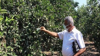 Antalya Büyükşehir Belediyesi’nden Kumlucalı üreticilere faydalı böcek