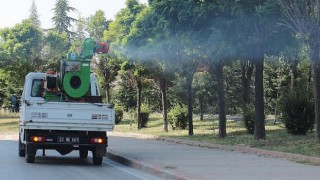 Dantel böceği artışı iklim değişikliğine bağlı