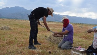 Harran Üniversitesi’nin Pamuk Verimi İle İlgili Projesi, TÜBİTAK Tarafından Kabul Edildi