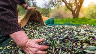 Zeytin ve zeytinyağı ihracatı 2021’in ilk yarısında 136 milyon dolara ulaştı