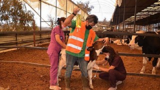 Yangın bölgesinde yaralı hayvanlar tedavi ediliyor