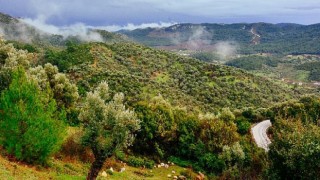 Zeytin ağaçları davayı kazandı