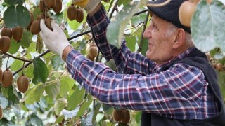 Beykoz Kivisi’nde Hasat Zamanı