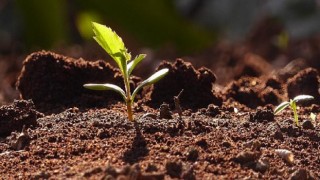 Toprağı korursan yaşamı da biyolojik çeşitliliği de korursun