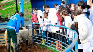 Aydın Büyükşehir Belediyesi’nin Sakız Koyunu Çiftliği Akademi’ye de Hizmet Ediyor