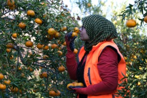 BODRUM MANDALİNASI MİGROS’UN DESTEĞİ İLE TÜM TÜRKİYE’DE