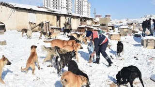 Ankara Büyükşehir Sokak Hayvanları İçin Mama Üretimine Başladı