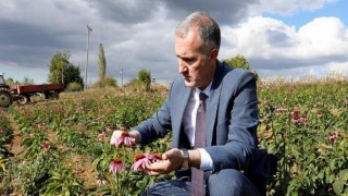 İlk Hasadın Çayını Başkan Taban’a Hediye Etti