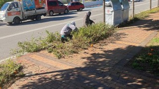 Kemer’de Yeşil Alanlarda Bakım Çalışmaları