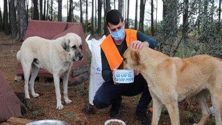 Büyükşehir ormanlık alanda bulunan hayvanları besledi