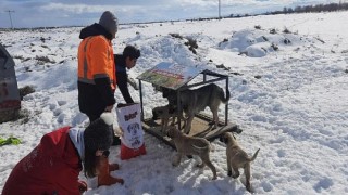 Sahipsiz Sokak Hayvanları Beslenmeye Devam Ediyor