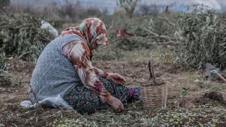 350 bin kişi ölmez ağaç için imza verdi: Zeytinime Dokunma