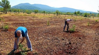 Büyükşehir’den yaşlı ve engelli vatandaşlar için ceviz bahçesi