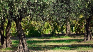 En değerli maden “zeytin”