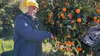 Karaburun’da mandalina üreticisinin işleme tesisi hasreti bitiyor!