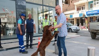 Aydın Büyükşehir Belediyesi, Koçarlı Belediyesi’yle Sokak Hayvanları İçin Ortak Çalışma Yapıyor