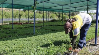 Didim Belediyesi’nin Binbir Renkli Çiçekleri Kenti Süsleyecek