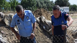 Kemalpaşa’da Kurban Bayramı Mesaisi