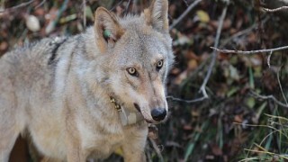 Boyner ve National Geographic, yaban hayatın korunması için “Bugün Var, Yarın Yok Olmasın” diyor