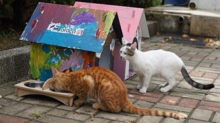 Çocuklar Karaca’nın Kedi Evlerini Patili Dostları için Renklendirdi