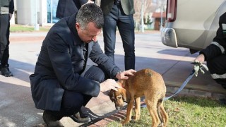 ’’Hayvanları sadece yasalarla değil vicdanlarımızla koruyabiliriz’’