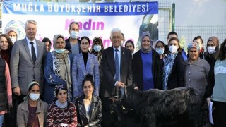 Muğla Büyükşehir Belediyesi Yatağan’da Kıl Keçisi Dağıtıyor