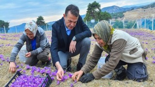 Dünyanın en pahalı baharatı Mersin Yenişehir’de yetiştiriliyor