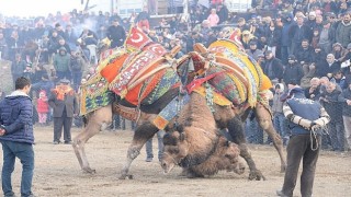 Bergama Deve Güreşleri için geri sayım başladı