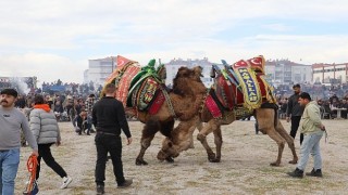 Burhaniye Deve Güreşleri Nefes Kesti