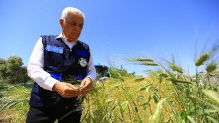 Muğla Büyükşehi den Tarım ve Hayvancılığa Büyük Destek