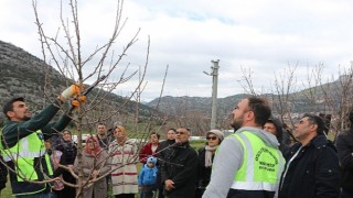 Akseki ve Demrede budama ve aşılama eğitimi verildi