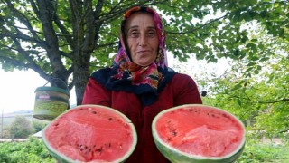 Çilek bahçesi tesisi ve karpuz tohumu