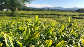 Lipton Doğu Karadenizde Çay Hasadına Başladı