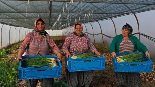 Kocaeli Büyükşehir Belediyesinden kooperatiflere yüzde 75 hibeli tarım desteği