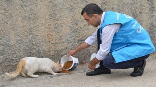 Yenişehir Belediyesi sokak hayvanlarını yalnız bırakmıyor