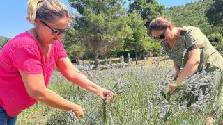 Bodrum Belediyesi, Garaova Tarım Park&#39;ta üretilen lavantaların hasadına başladı.