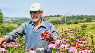 Ekinezya Hasat İçin Gün Sayıyor