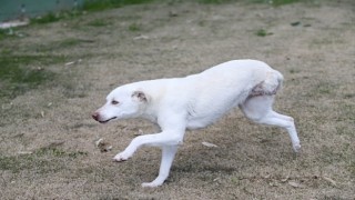 Karşıyakanın ampute köpekleri emin ellerde