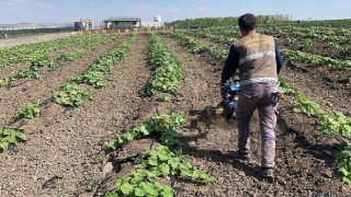 Keçiören belediyesi bostanında hasat başladı 