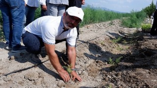 Kuşkonmaz üreticisi Sparga1 Tarım A.Ş., 400 dönümlük alanda dikim faaliyetine başladı