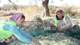 Başkan Arslan En kaliteli zeytinyağını elde ediyoruz