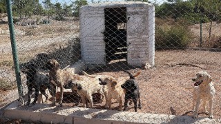 Egeli ihracatçılardan barınak hayvanlarına mama yardımı