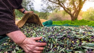 Türkiye;nin Sofralık Zeytin İhracatı 184 Milyon 510 Bin Dolar Oldu