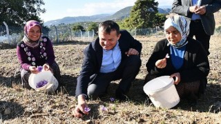 Yenişehirde safran üretimi üçüncü yılında