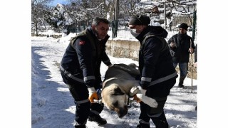 Başıboş köpekler mercek altında