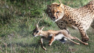 3 Bölümlük Yırtıcılar ve Avları National Geographic WILD Ekranlarında Başlıyor!