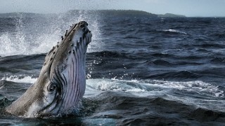 Dört Bölümlük Balinaların Gizemli Dünyası 2 Haziranda National Geographic WILD Ekranlarında Başlıyor!