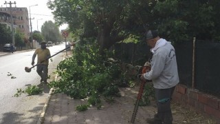 Kemer Belediyesinden yeşil alanlarda bakım çalışmaları